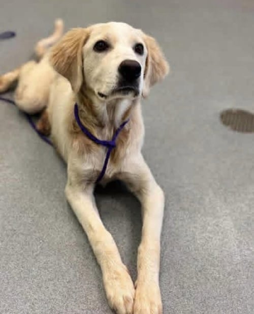 DEACONSE / WEDNESDAY - Labrador Retriever / Golden Retriever available for adoption