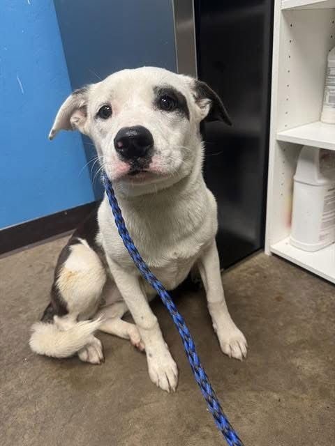 BXHEKAJ / PINKIE - Labrador Retriever / American Pit Bull Terrier available for adoption