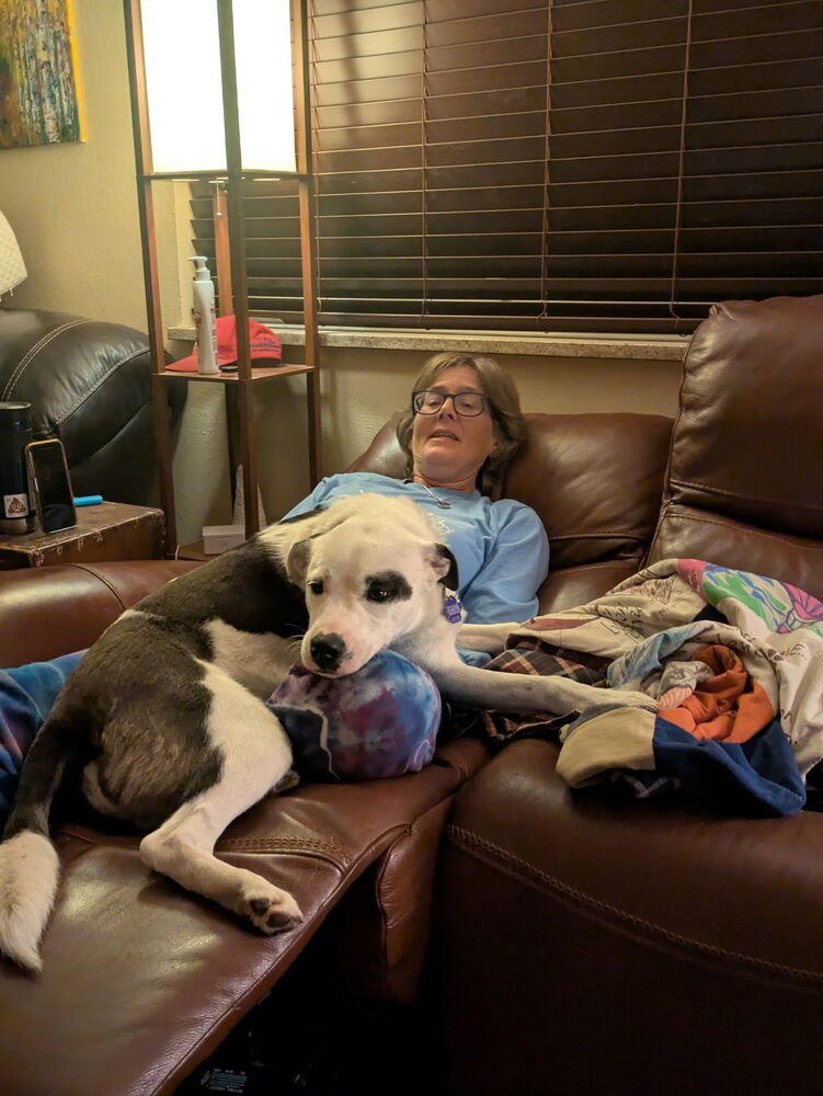 BXHEKAJ / PINKIE - Labrador Retriever / American Pit Bull Terrier available for adoption