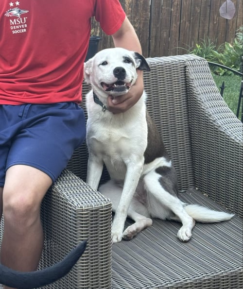 BXHEKAJ / PINKIE - Terrier / American Pit Bull Terrier available for adoption