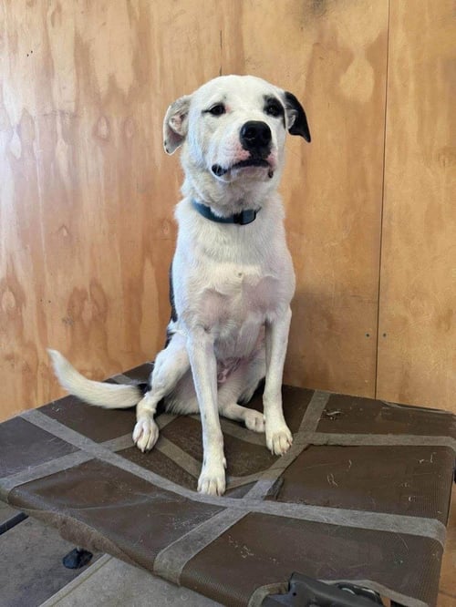 BXHEKAJ / PINKIE - Terrier / American Pit Bull Terrier for adoption in Westminster