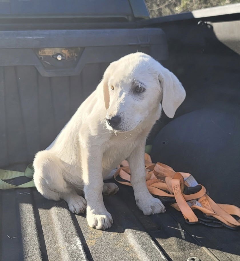 CERKINE / CRICKET - Labrador Retriever / Terrier available for adoption