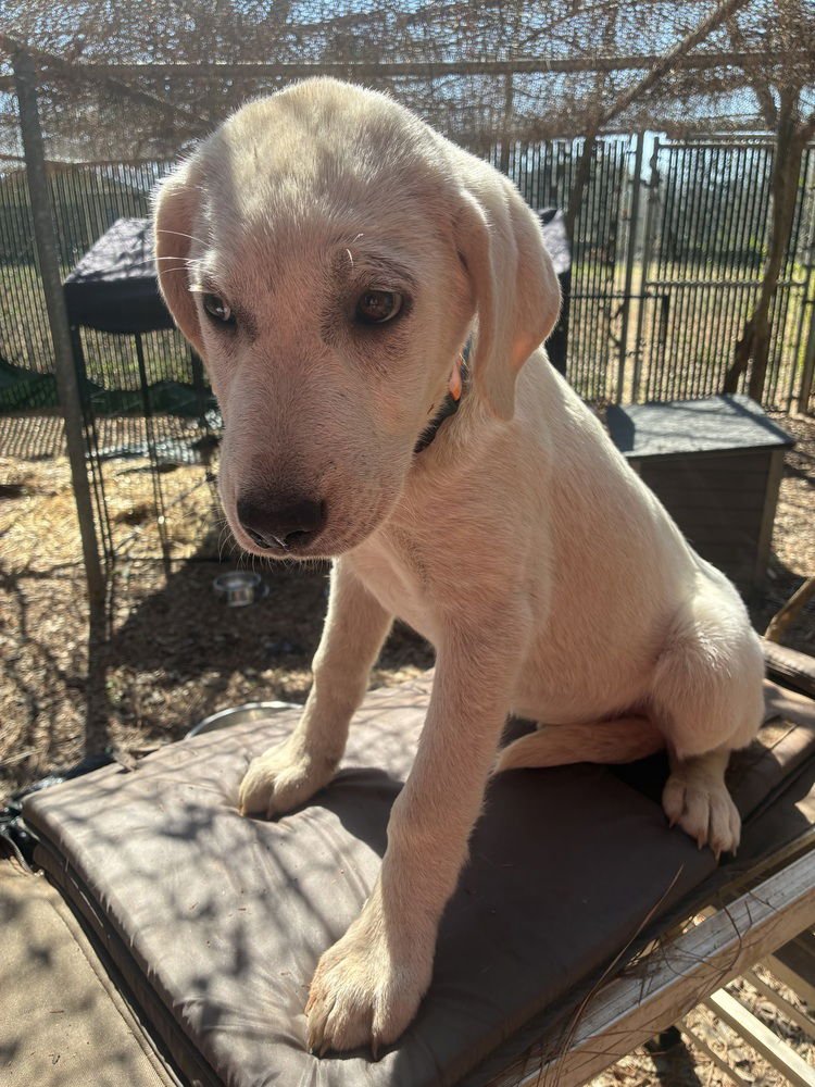 CERKINE / CRICKET - Labrador Retriever / Terrier available for adoption