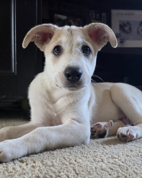 DESROCHERS / ARTHUR - Labrador Retriever / Terrier available for adoption