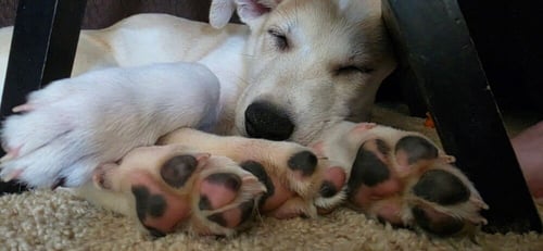 DESROCHERS / ARTHUR - Labrador Retriever / Terrier available for adoption