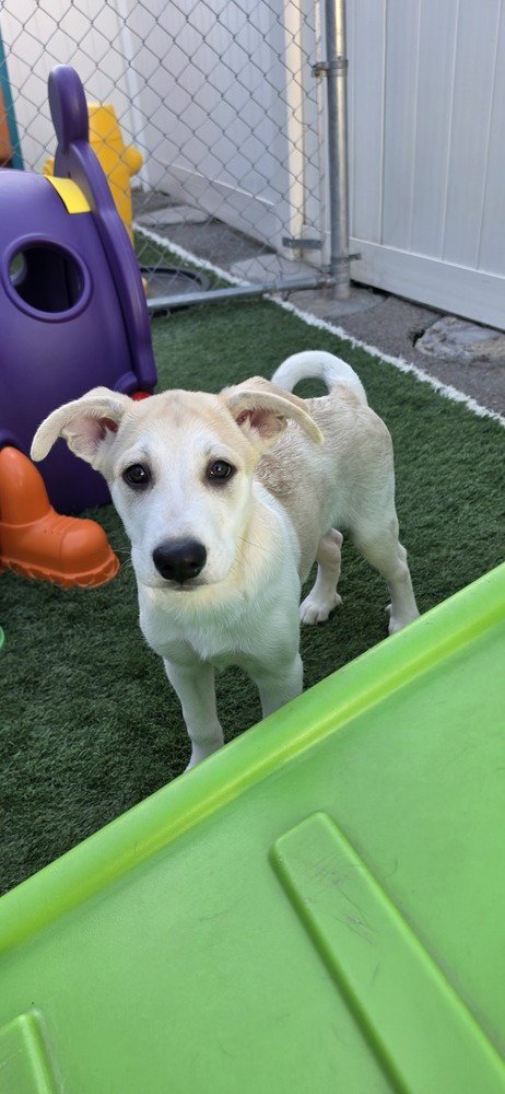 DESROCHERS / ARTHUR - Labrador Retriever / Terrier available for adoption