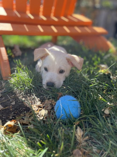 DICKINSON / FLASH - Labrador Retriever / Terrier available for adoption