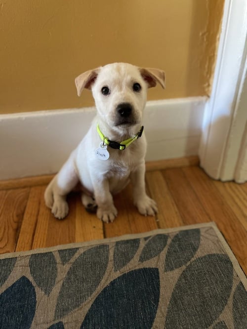DICKINSON / FLASH - Labrador Retriever / Terrier for adoption in Thornton