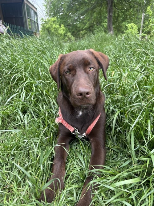 COOKEEL / BOWZER - Labrador Retriever / Terrier available for adoption