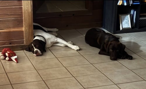 COOKEEL / BOWZER - Labrador Retriever / Terrier available for adoption