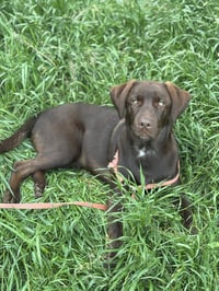 Cookeel / Bowzer - Photo 3