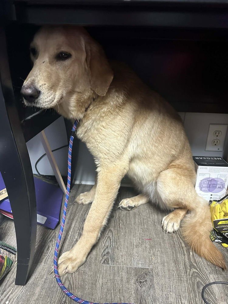 BEHLING / GEORGIA - Labrador Retriever / Terrier available for adoption