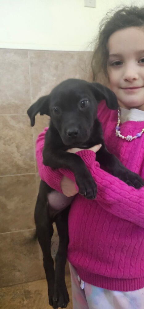 BEKARE / VELMA - Labrador Retriever / Terrier available for adoption