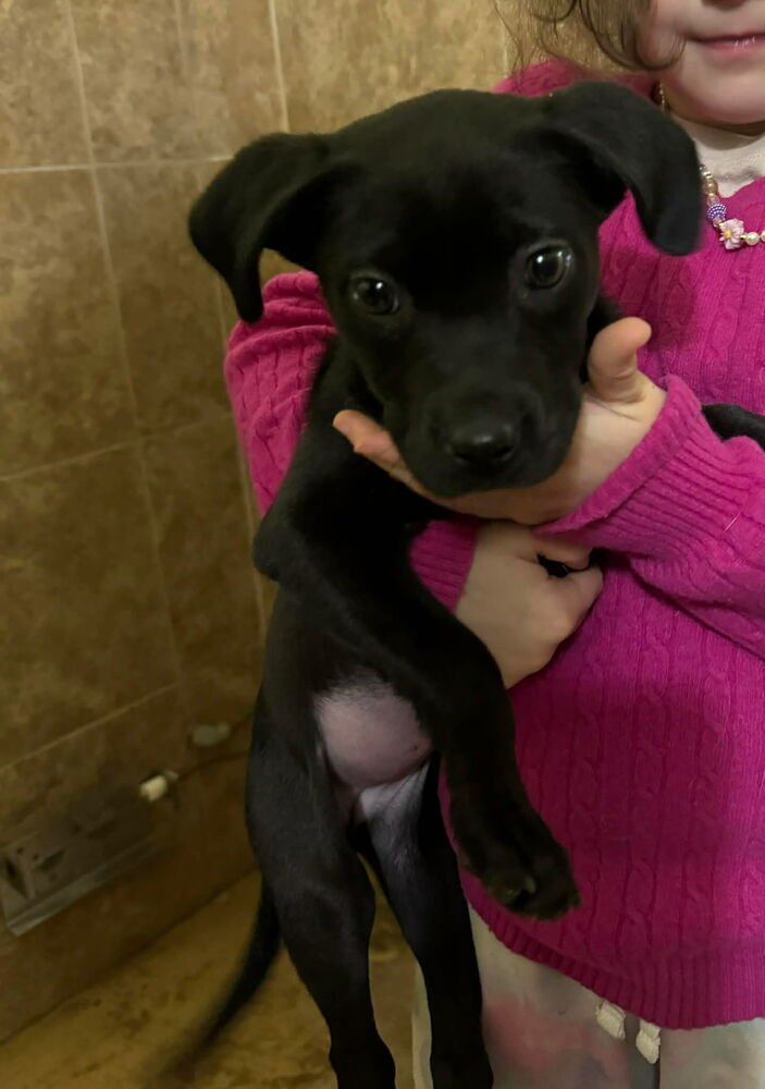 BEKARE / VELMA - Labrador Retriever / Terrier available for adoption