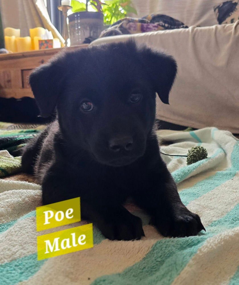 BAPTISTE / POE - Labrador Retriever / Shepherd available for adoption