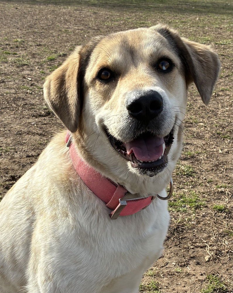 CASHMAN / FLORA - Labrador Retriever available for adoption
