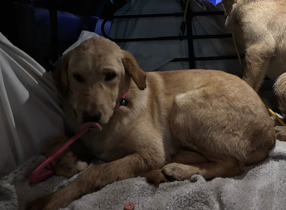 BEHLING / SUNSHINE - Labrador Retriever / Terrier available for adoption