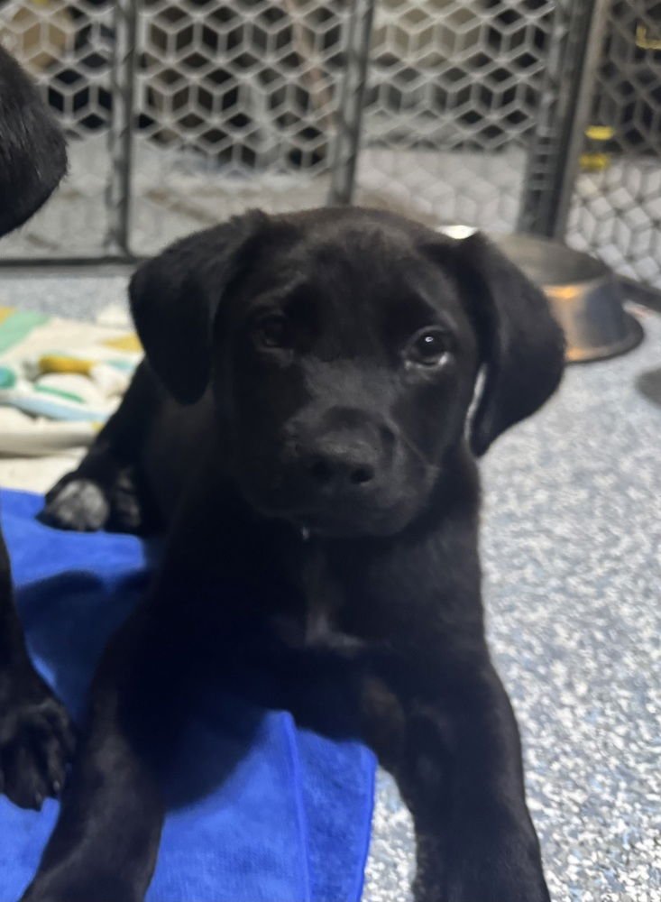 CARCILLO / DUKE - Labrador Retriever / Terrier available for adoption