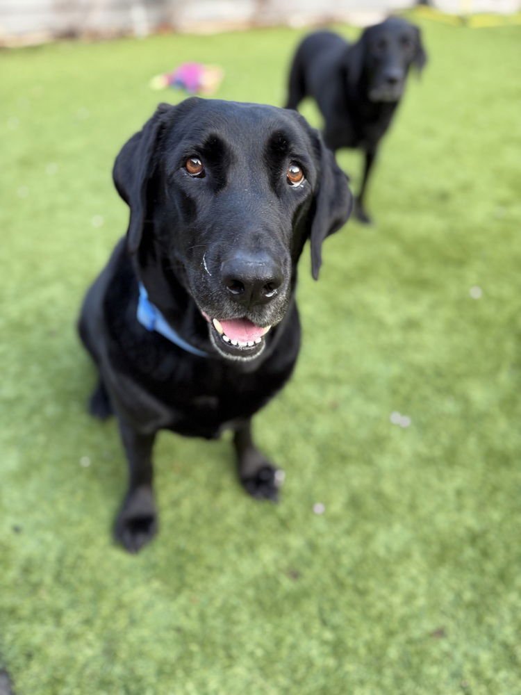 BODFISH / BO - Labrador Retriever available for adoption