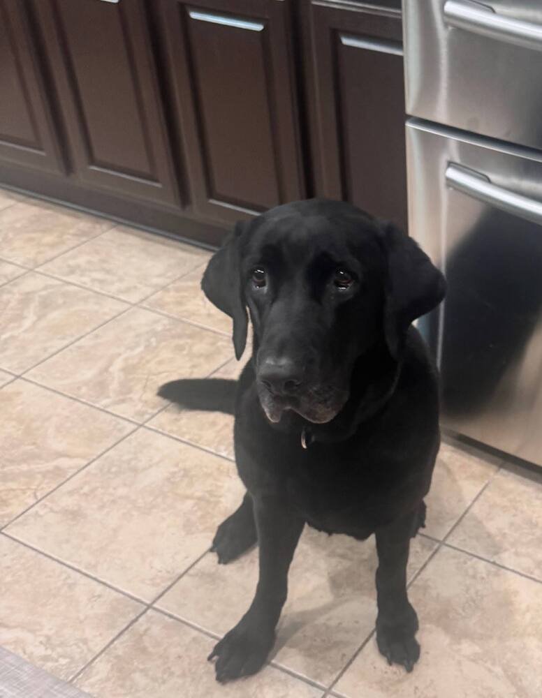 Bodfish / Bo - Photo 3