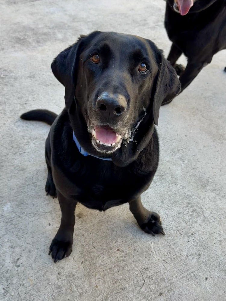 Bodfish / Bo - Photo 4