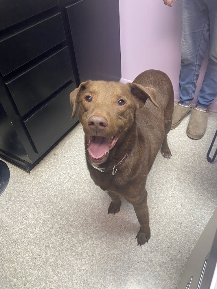 CHAPUT / CHOCO-LATTE - Labrador Retriever / Terrier available for adoption