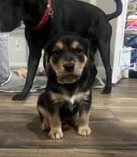 Cleary / Colt - Photo 1