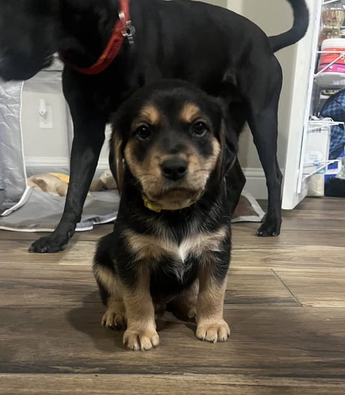 CLEARY / COLT - Golden Retriever / Terrier available for adoption