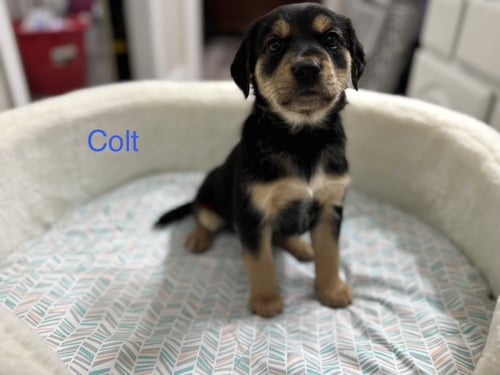 CLEARY / COLT - Golden Retriever / Terrier available for adoption
