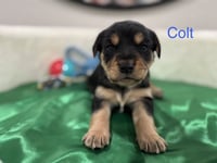 Cleary / Colt - Photo 3