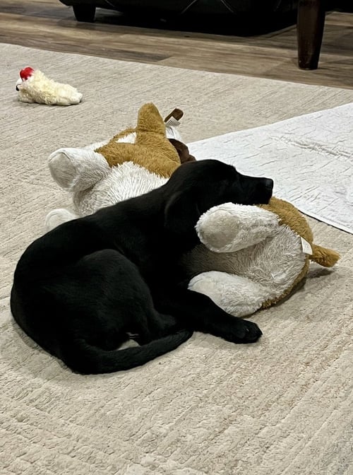 DAVID / STORMY - Labrador Retriever available for adoption