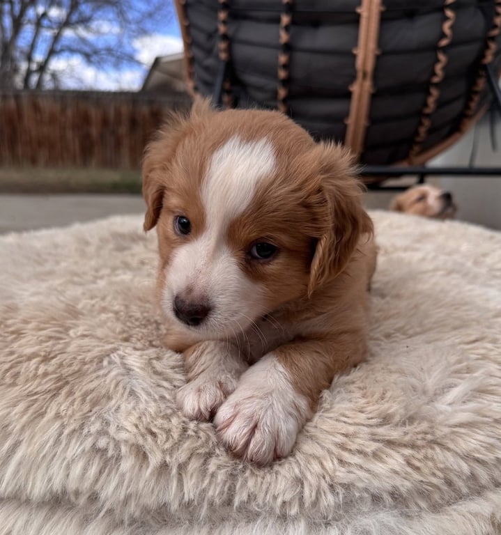 Chelios / Arrow Image