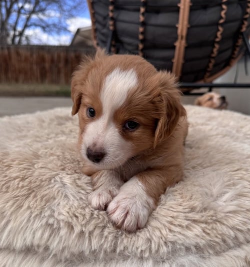 CHELIOS / ARROW - Golden Retriever / Terrier available for adoption