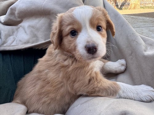 CHELIOS / ARROW - Golden Retriever / Terrier available for adoption