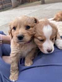 Chelios / Arrow - Photo 3