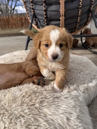 Chelios / Arrow - Photo 4