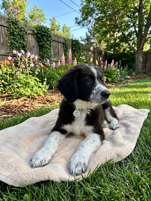 DOMINGUE / POSSUM - Labrador Retriever / Terrier for adoption in Thornton