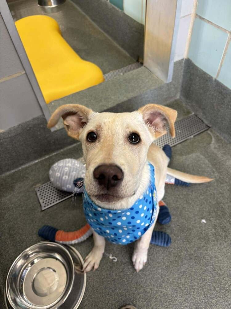 CHRISSTIEE / TONKA - Labrador Retriever available for adoption