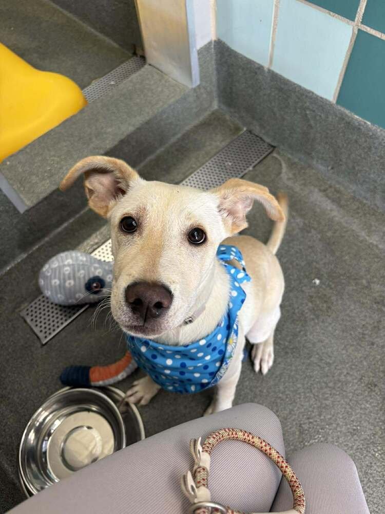 CHRISSTIEE / TONKA - Labrador Retriever available for adoption