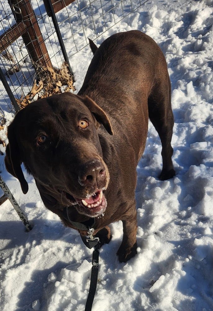 BORDELEAU / BONNIE - Labrador Retriever available for adoption