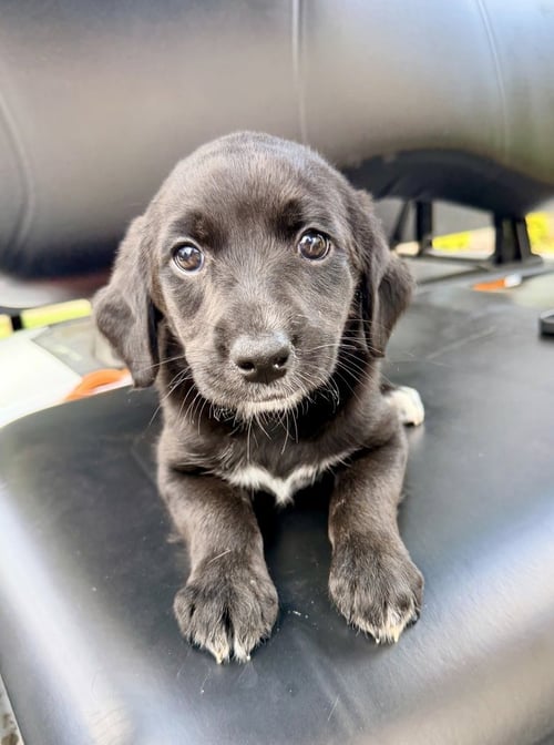 COULSON / PATTY - Golden Retriever for adoption in Thornton