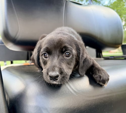 COULSON / PATTY - Labrador Retriever available for adoption