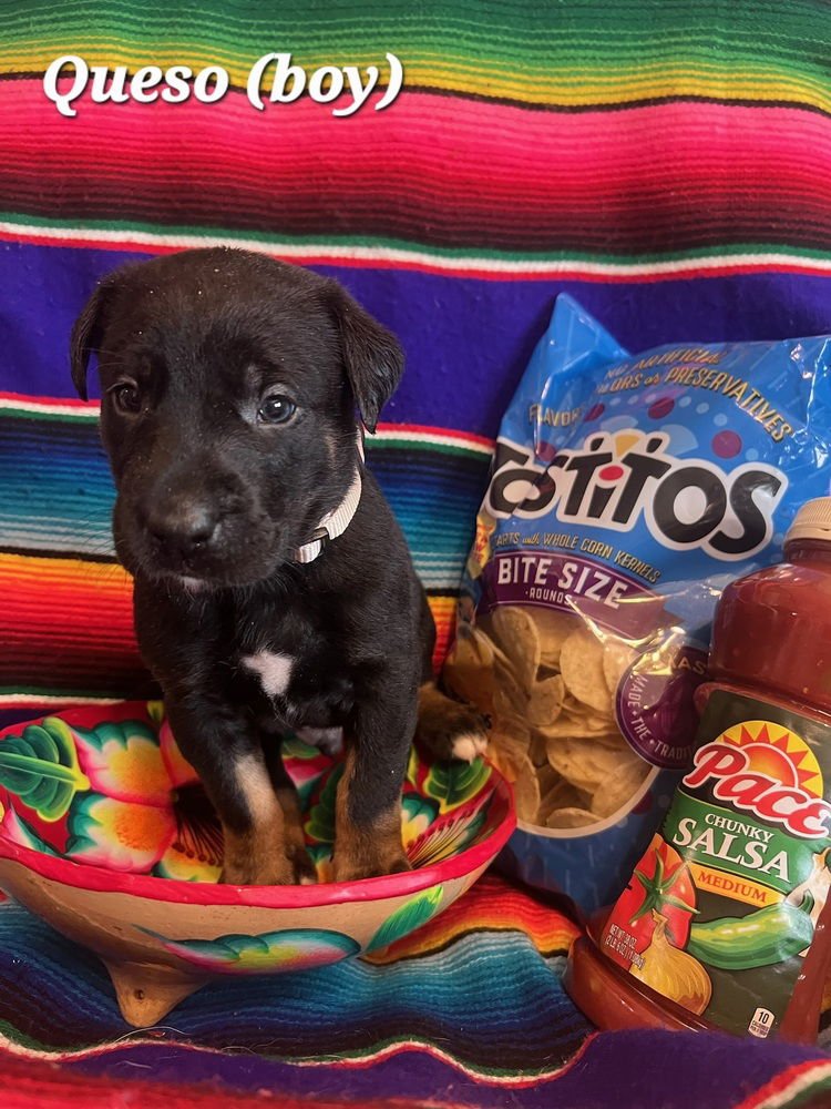 CHASE / QUESO - Labrador Retriever / Terrier available for adoption