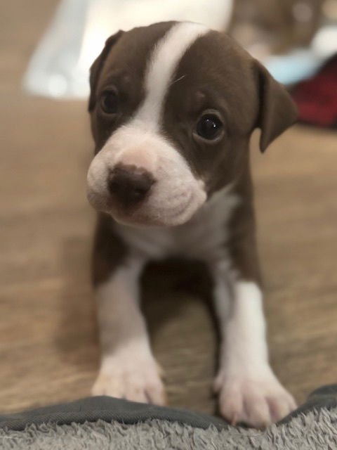 BALDERISE / PUGSLEY - Labrador Retriever / Terrier available for adoption