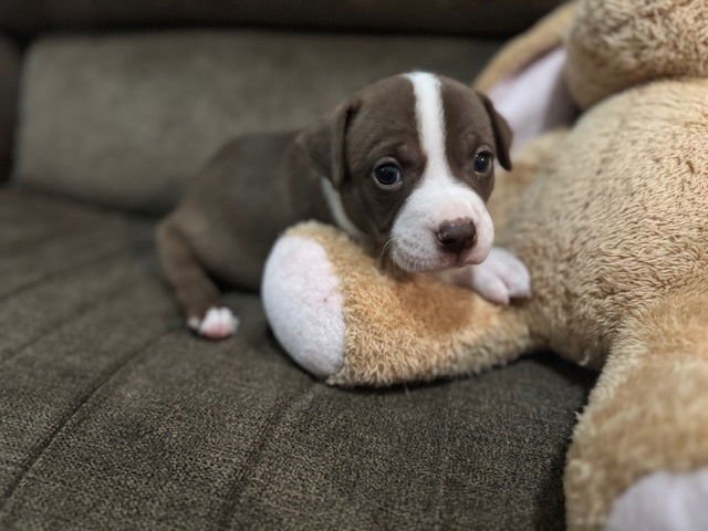 BALDERISE / PUGSLEY - Labrador Retriever / Terrier available for adoption