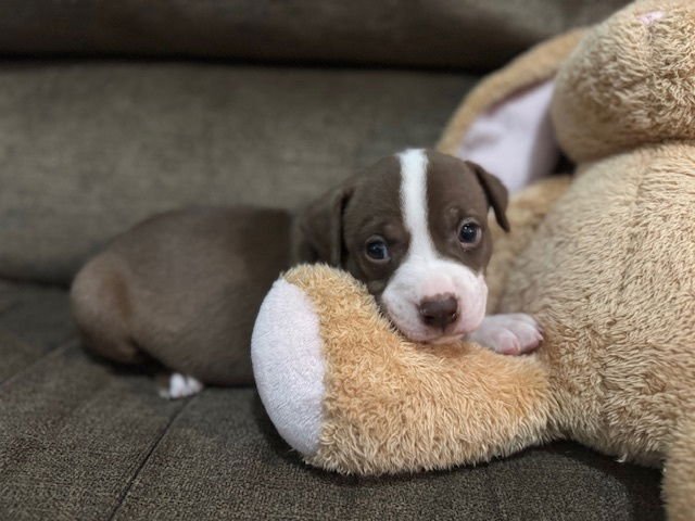 Balderise / Pugsley - Photo 3