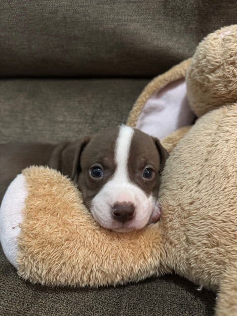 Balderise / Pugsley - Photo 4