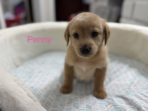CLOUSTON / PENNY - Golden Retriever / Terrier available for adoption