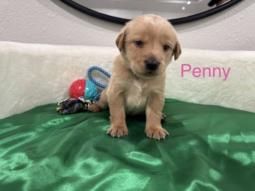 CLOUSTON / PENNY - Golden Retriever / Terrier available for adoption