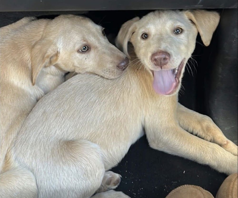 ARMIA / ROWDY - Labrador Retriever available for adoption